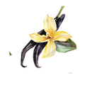Vanilla Bean