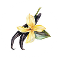 Vanilla Bean